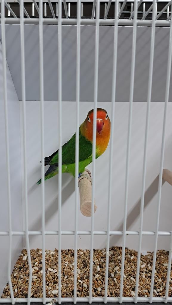 Fischeri Wildkleur, Dwergpapegaai of Agapornis