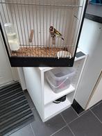 Major putter pop zie foto, Dieren en Toebehoren, Vrouwelijk, Wildzangvogel, Geringd