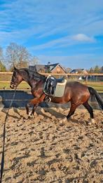 Merrie te koop v. Hernandez TN, Dieren en Toebehoren, Merrie, Springpaard, Met stamboom, 170 tot 175 cm