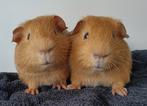 Mooie jonge cavia's, Dieren en Toebehoren, Januari, Mannelijk, Cavia