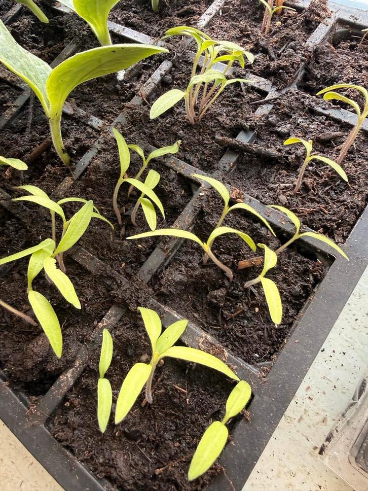 Vlees tomaat plantjes, Tuin en Terras, Deurmatten, Nieuw, Overige materialen, Ophalen