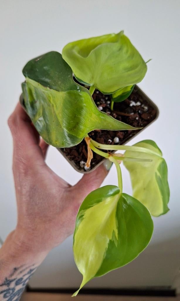 Philodendron Brazil, Ophalen