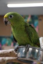 Jonge Geel voorhoofd Amazones | Handtam | Nieuwsgierig, Meerdere dieren, Papegaai, Pratend