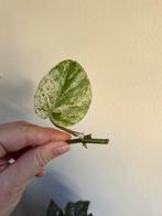 Epipremnum pinnatum marble variegata, stek, zie advertentie, Ophalen of Verzenden