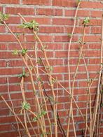 Te koop jonge opgekweekte vlier, Sambuca nigra €3 p.s., Ophalen, Overige soorten, Volle zon