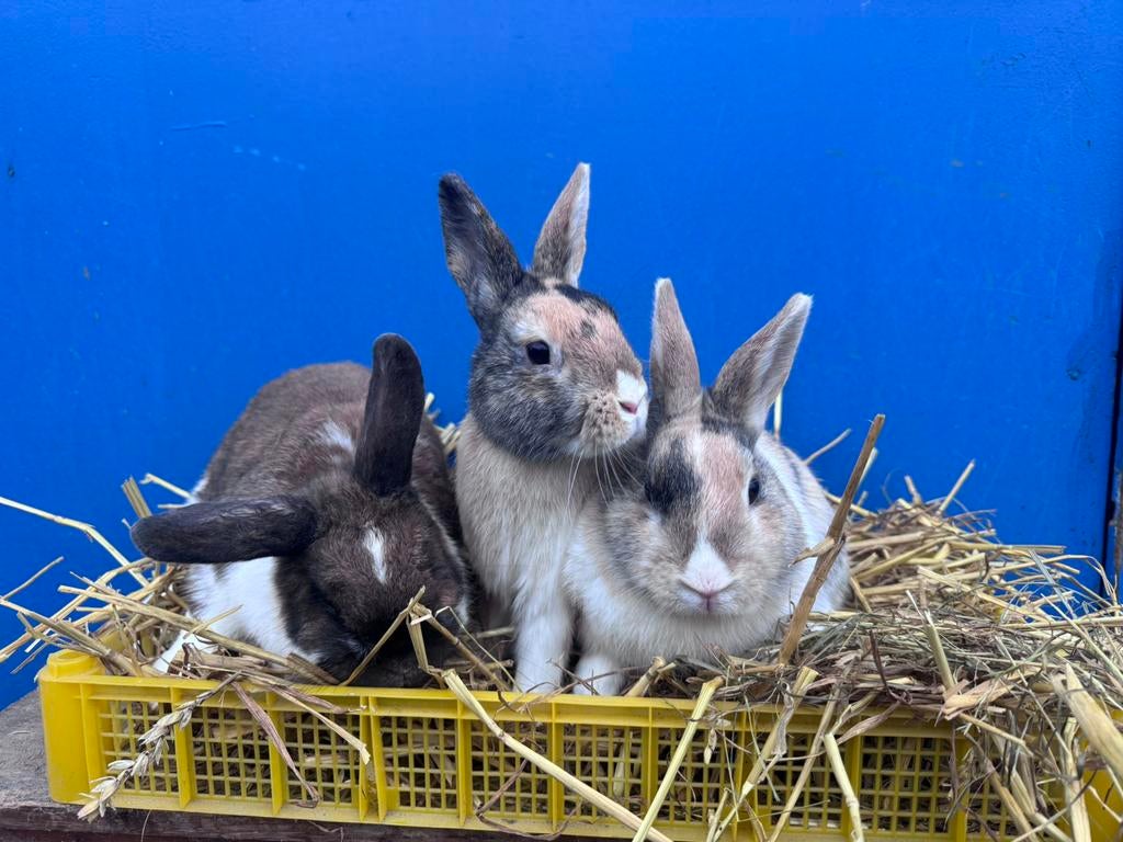 Lieve konijnen !, Dieren en Toebehoren, Mannelijk, Dwerg, Hangoor, 0 tot 2 jaar