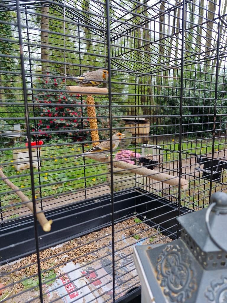 Kanaries 2 poppen, Dieren en Toebehoren, Vrouwelijk, Bastaard