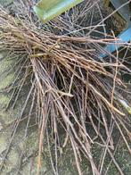 snoeiafval appel en peer aanmaakhoutjes, Tuin en Terras, Haardhout, Minder dan 3 m³, Ophalen, Overige houtsoorten, Takken