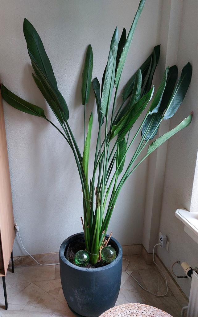 Paradijsvogelplant (Strelitzia), Ophalen, Overige soorten, Halfschaduw, Bloeiende kamerplant