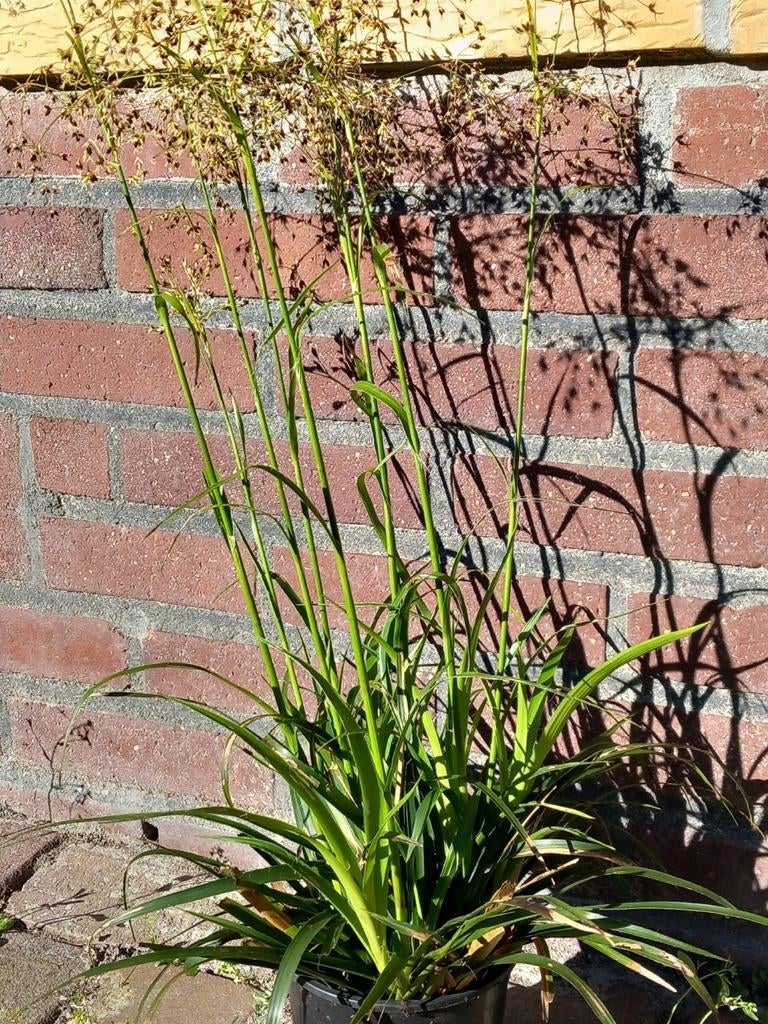 Siergras -in bloei, Ophalen, Siergrassen, Volle zon