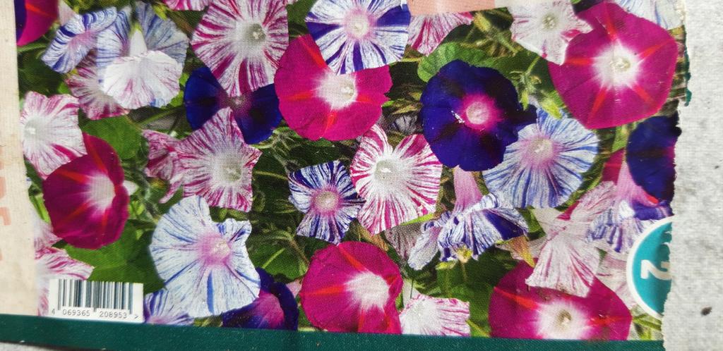 Voor hulp /opvang aan ongewenste kittens, Ophalen, Eenjarig, Groenteplanten, Volle zon