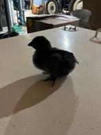 Ayam cemani kuikentjes, Meerdere dieren, Kip