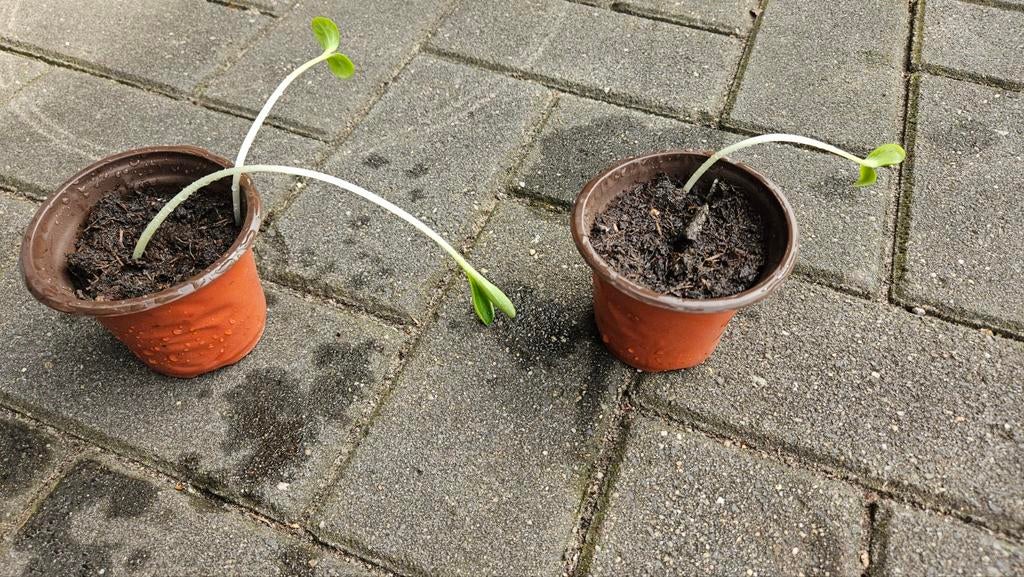 Sier kalebas, Ophalen, Eenjarig, Groenteplanten, Volle zon