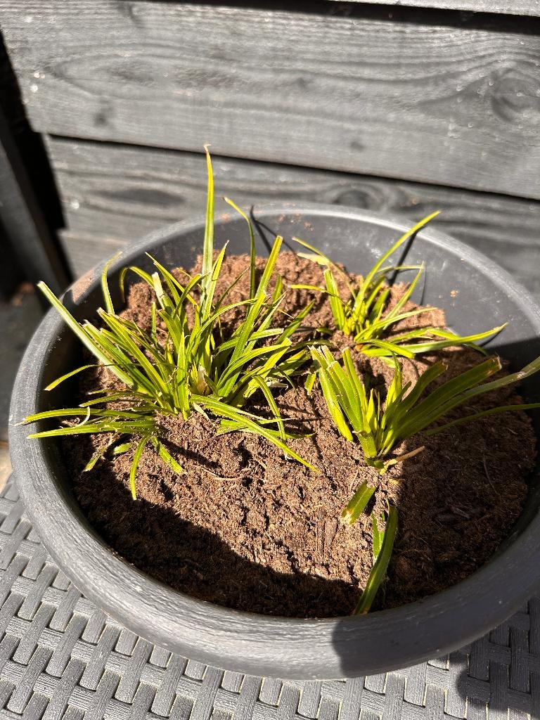 Stekjes Carex morrowii 'Ice Dance' - Zegge, Tuin en Terras, Planten | Tuinplanten, Ophalen, Vaste plant, Siergrassen, Bloeit niet