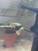 Full gold guppy (mannen), Dieren en Toebehoren, Vis