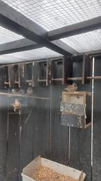 Mooie jonge Zebravinken per stuk, Meerdere dieren, Kleurkanarie