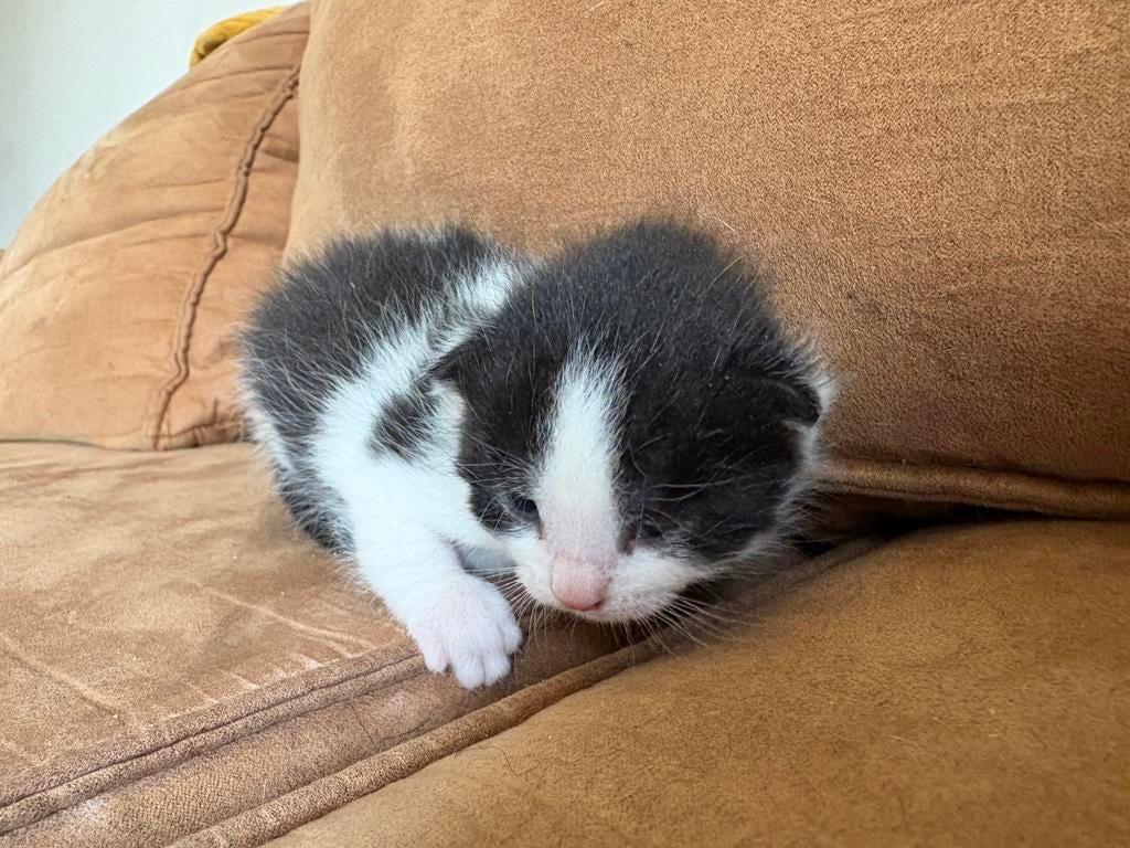 Te koop laatste britje zwart/wit, Meerdere dieren, Gechipt, 0 tot 2 jaar