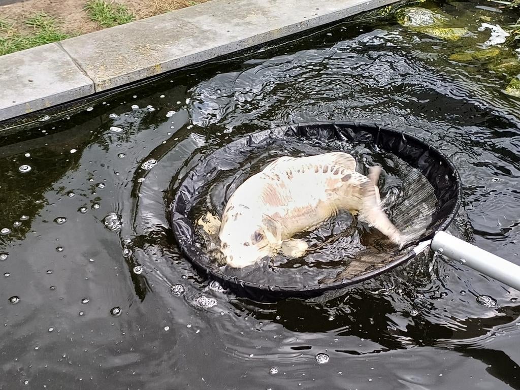 Te koop koi karpers, Ophalen