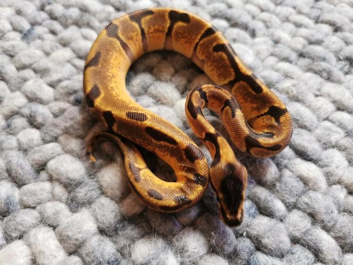 1.0 Super Enchi Koningspython Ball Python - male for sale from Philipse