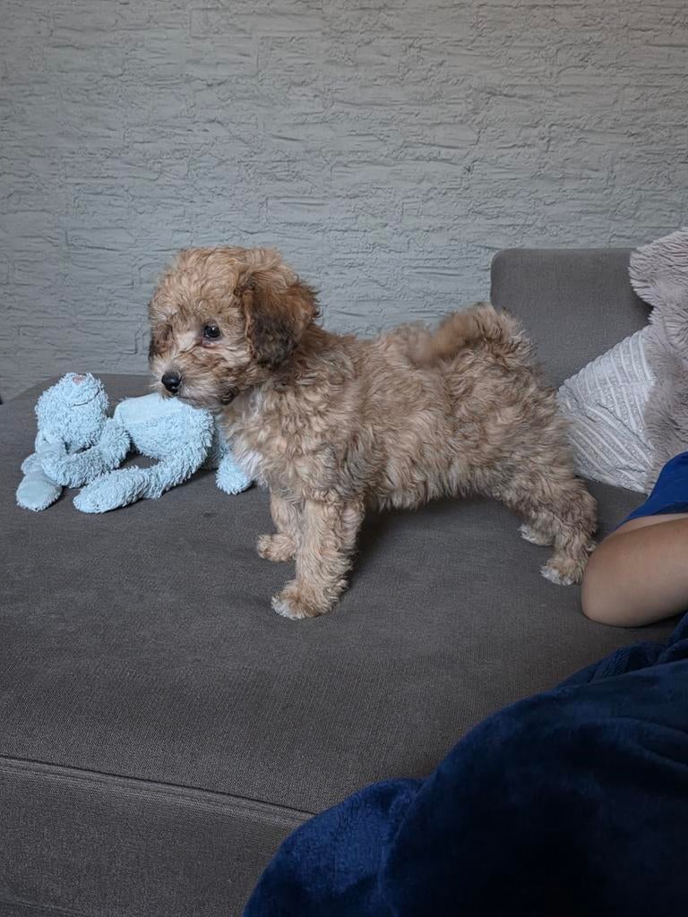 nog 1 reutje beschikbaar, Dieren en Toebehoren, 8 tot 15 weken, Eén hond, Nederland, Particulier