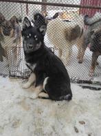 Teef Bluey asielhond adoptiehond, Particulier, 15 weken tot 1 jaar, Overige rassen, Buitenland