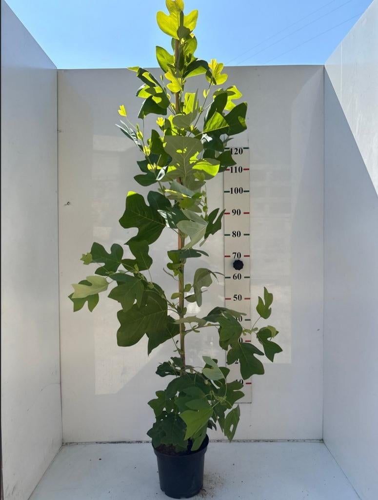 Liriodendron tulipifera (Tulpenboom) 🌿, Tuin en Terras, Planten | Bomen, Ophalen, Volle zon, Overige soorten, 100 tot 250 cm