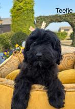 Labradoodle mini pups, Nederland, Overige rassen, 8 tot 15 weken, Meerdere