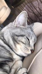 Lieve brits korthaar poes, Dieren en Toebehoren, Katten en Kittens | Raskatten | Korthaar, Poes