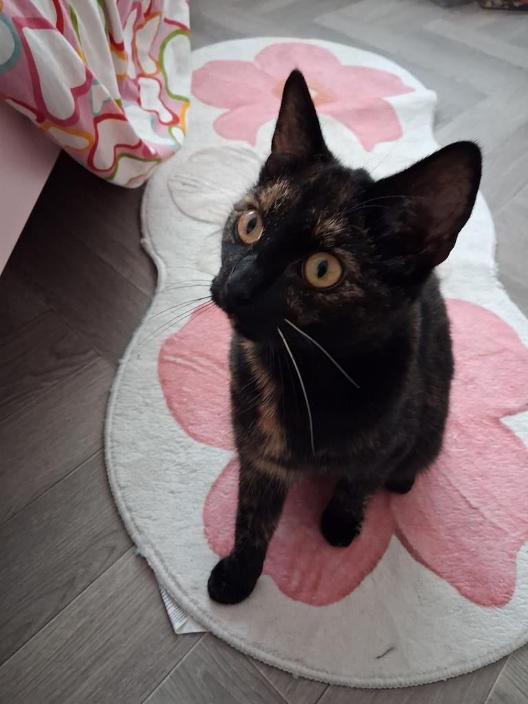 Lieve poes, Poes, Ontwormd, 0 tot 2 jaar