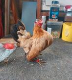 Broedeieren  tarwe kleurige A/B klasse, Dieren en Toebehoren, Pluimvee, Geslacht onbekend, Kip