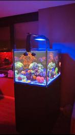 Red sea peninsula 350 G3 4 maanden jong!!! Unieke kans!!, Dieren en Toebehoren, Ophalen of Verzenden, Nieuw