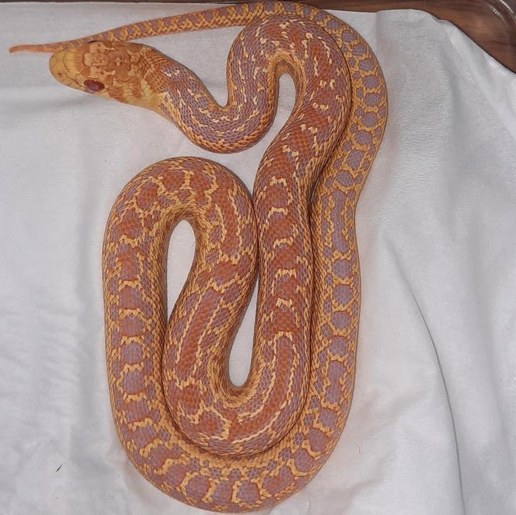 Pituophis catenifer annectens vrouw albino (Gopher snake) Reticulated Python - female for sale from C.J.G