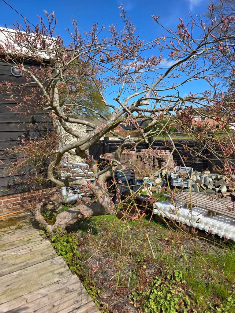 Prachtige Japanse Esdoorn - Zelf uitgraven, Tuin en Terras, Planten | Bomen, Ophalen, Halfschaduw, Overige soorten, Lente