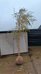 Treurwilg, Bloeit niet, Treurboom, 250 tot 400 cm, Ophalen