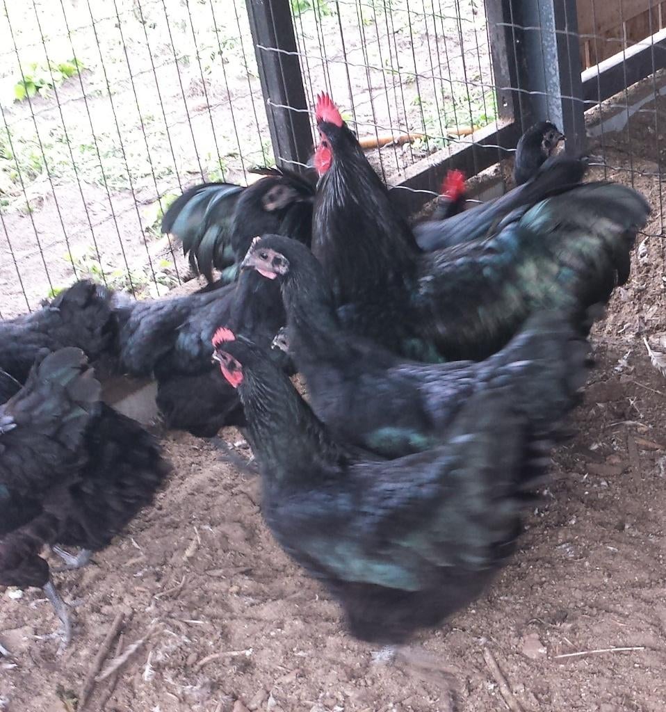 Broedeieren Australorp groot, Dieren en Toebehoren, Geslacht onbekend, Kip