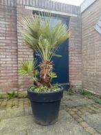 Dwergpalm - Chamaerops Humilis, Volle zon, Vaste plant, Bloeit niet, Ophalen