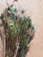 Pauw veren, Ophalen of Verzenden