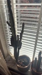 Euphorbia cactus, Ophalen, 100 tot 150 cm, Halfschaduw, Cactus