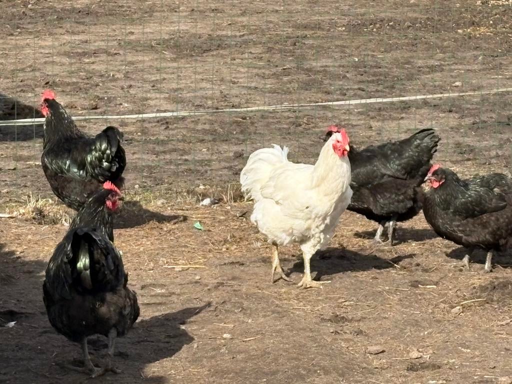 Hanen en kalkoen haan., Dieren en Toebehoren, Pluimvee, Mannelijk, Kalkoen