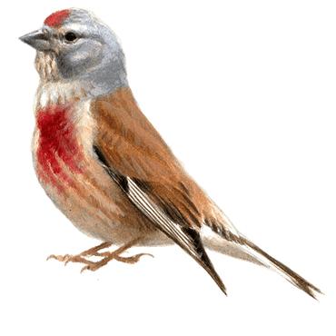 Gezocht! Kneu man, Dieren en Toebehoren, Meerdere dieren