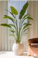 Strelitzia Kunstplant 180 cm – Grote Tropische Kamerplant, Ophalen, Overige soorten, Halfschaduw, 150 tot 200 cm