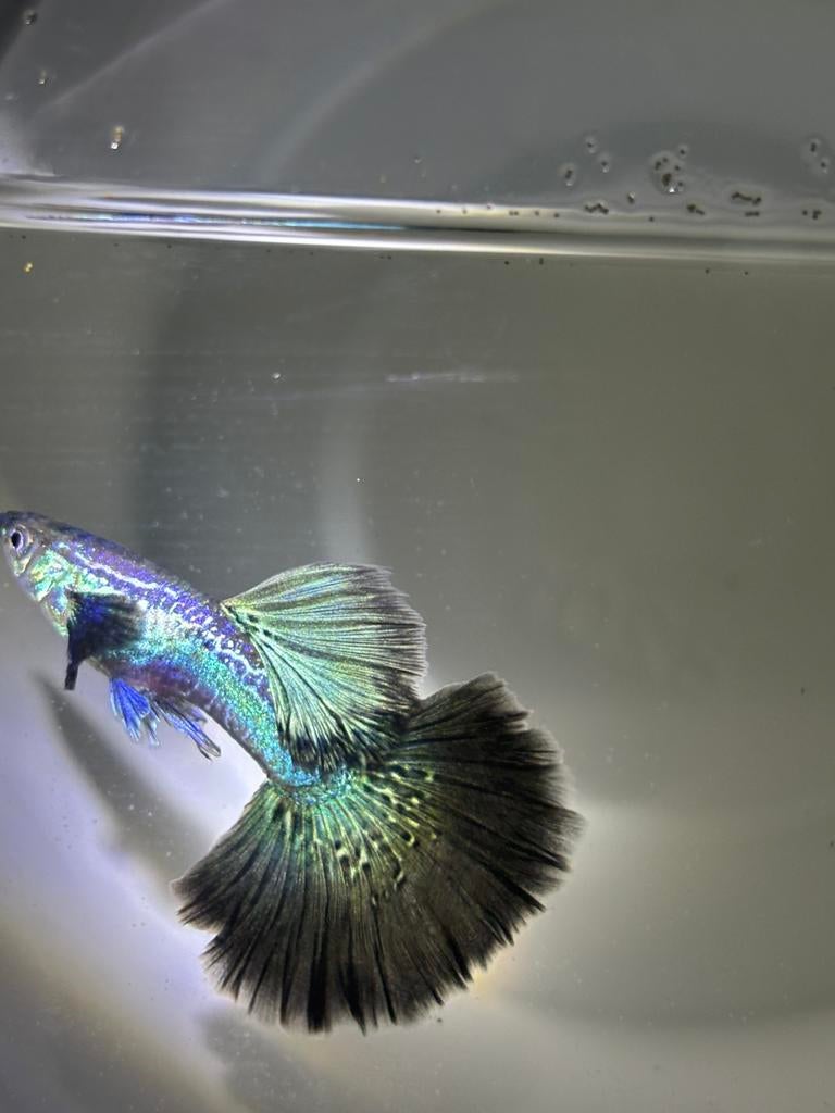 Zuivere kwaliteits guppen import indonesie, Dieren en Toebehoren, Vis, Zoetwatervis, Schoolvis