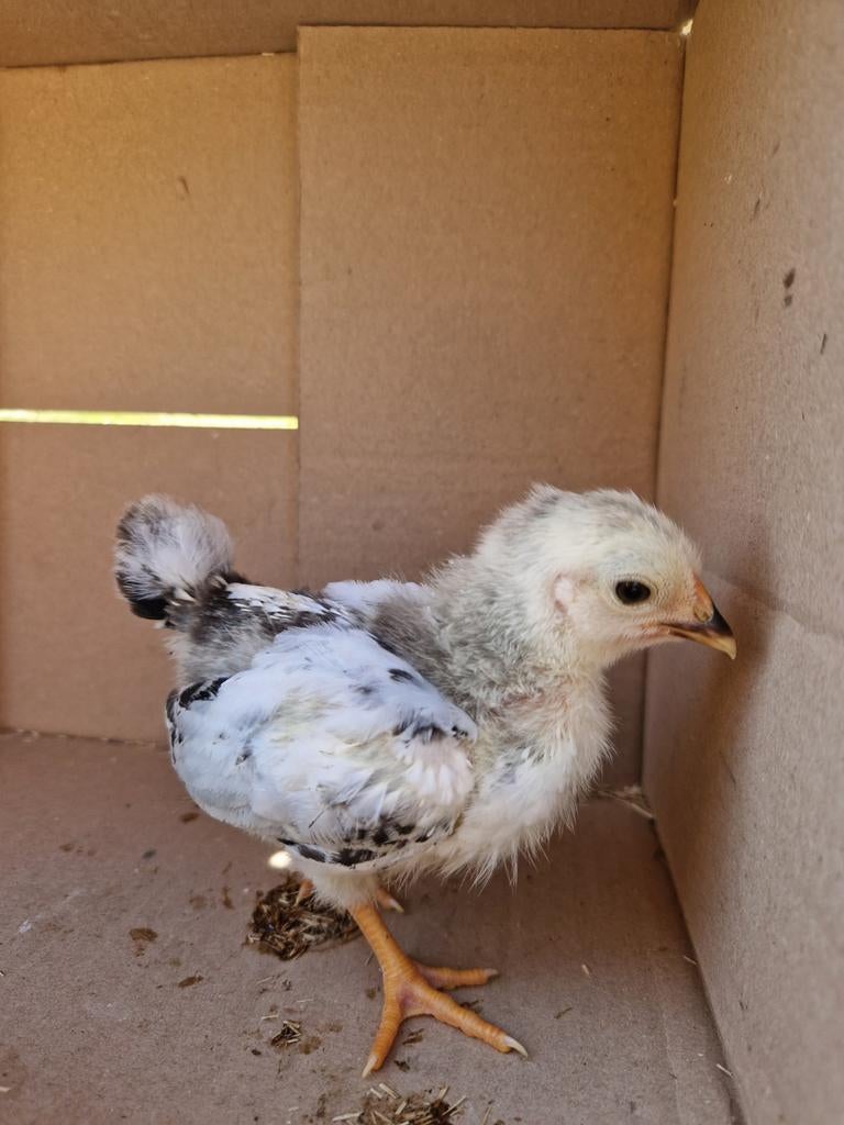 Wyandotte columbia en een maran, Dieren en Toebehoren, Pluimvee, Meerdere dieren, Kip