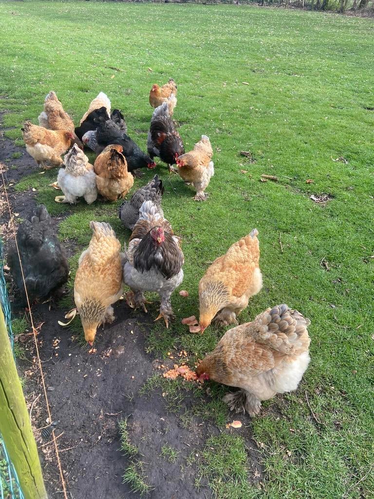 Brahma broedeieren, Geslacht onbekend, Kip