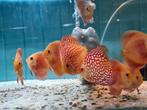 Pigeon Red Checkerboard Discus, Sympysodon Discus, Dieren en Toebehoren, Vissen | Aquariumvissen, Vis, Zoetwatervis