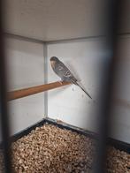 Blackface grijs dunfallow, Mannelijk, Parkiet