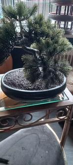 kunst bonsai, Bloeit niet, Halfschaduw, Minder dan 100 cm, Overige soorten