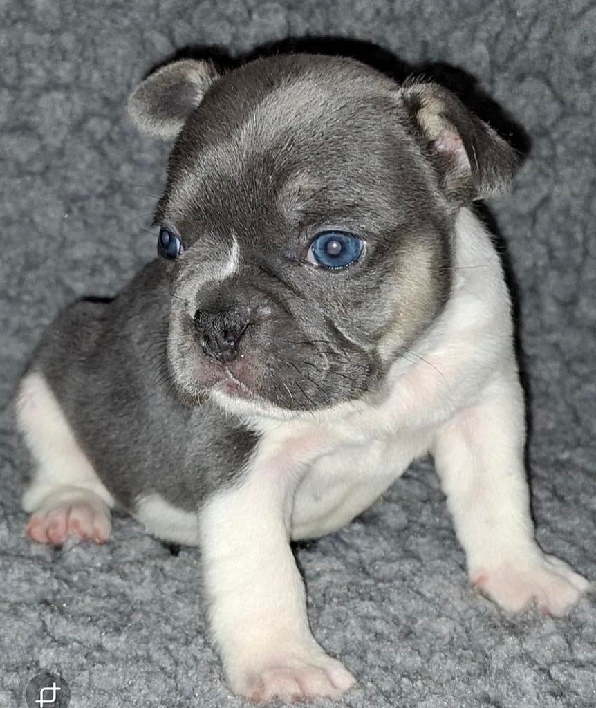 Franse Bulldog Pied and Tan Tricoler, Dieren en Toebehoren, 8 tot 15 weken, Bulldog, Meerdere dieren, Eén hond