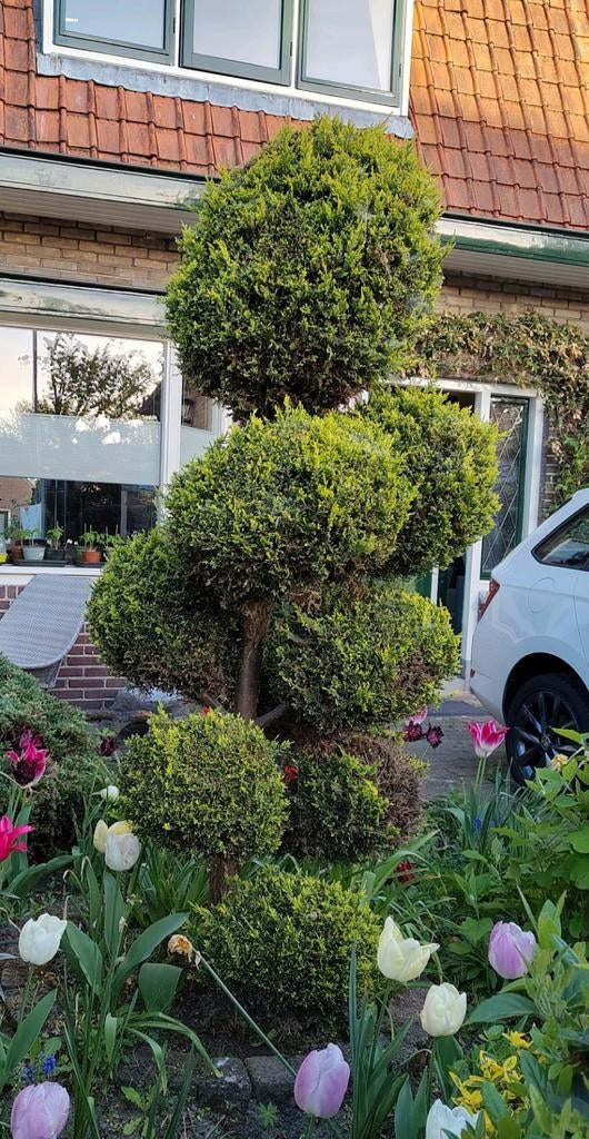 Pom Pon conifeer (gratis), Tuin en Terras, Planten | Bomen, Ophalen, Bloeit niet, Halfschaduw, Overige soorten