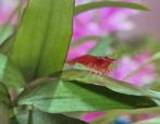 Te koop jonge red fire neocaridina garnaaltjes 22 voor 20 eu, Kreeft, Krab of Garnaal
